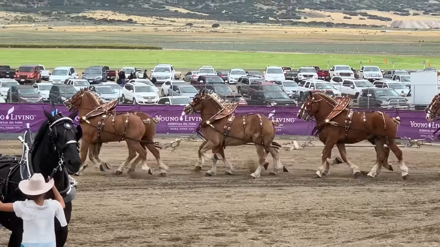 Magnificent Horses Deliver A Special Performance At The Draft Horse