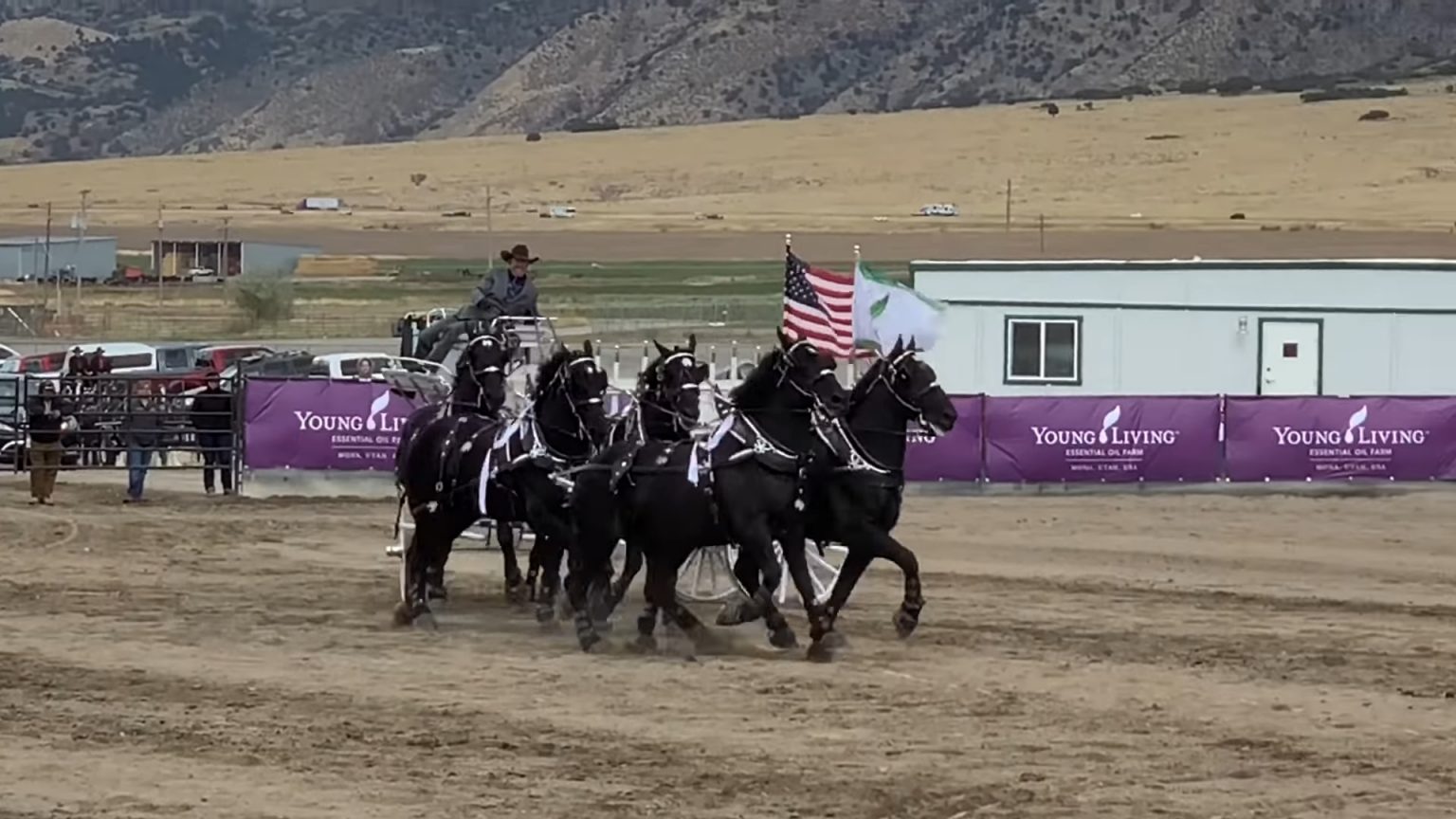Magnificent Horses Deliver A Special Performance At The Draft Horse