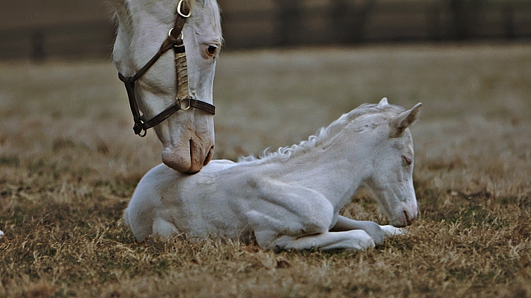 A MARE GIVES BIRTH TO A RARE WHITE FOAL – The Animal Joy