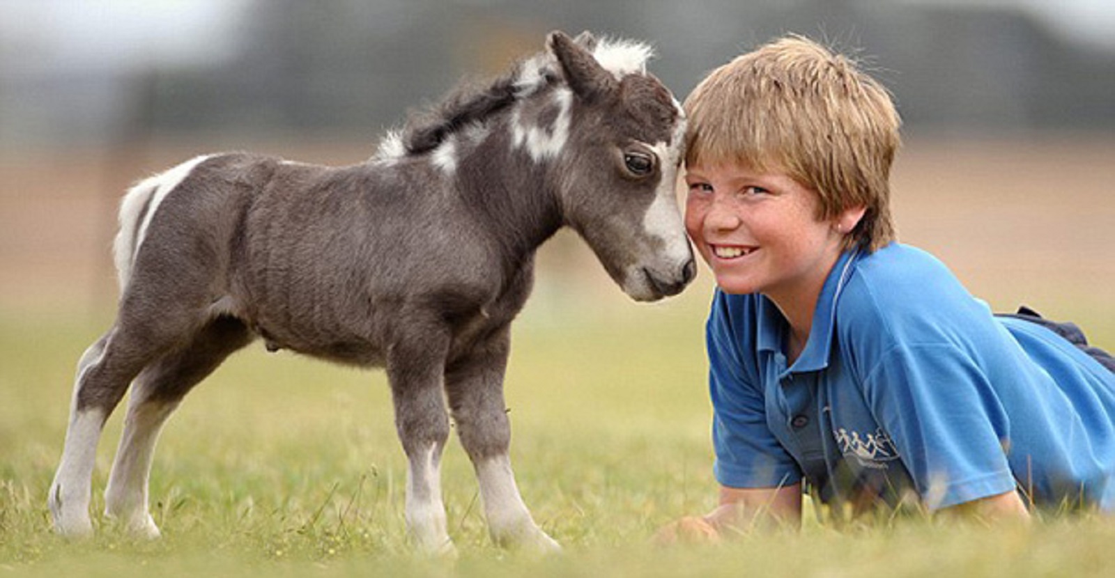 newborn mini horse