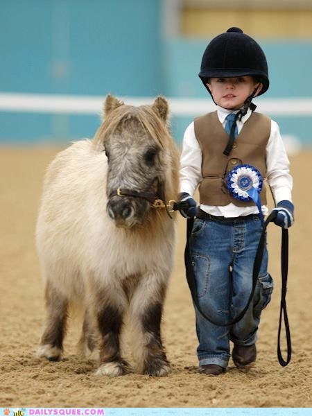 newborn mini horse