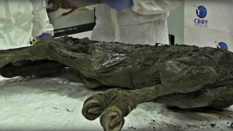 Scientists Discover The 40,000 Years Old Preserved Horse – Animal Spirit