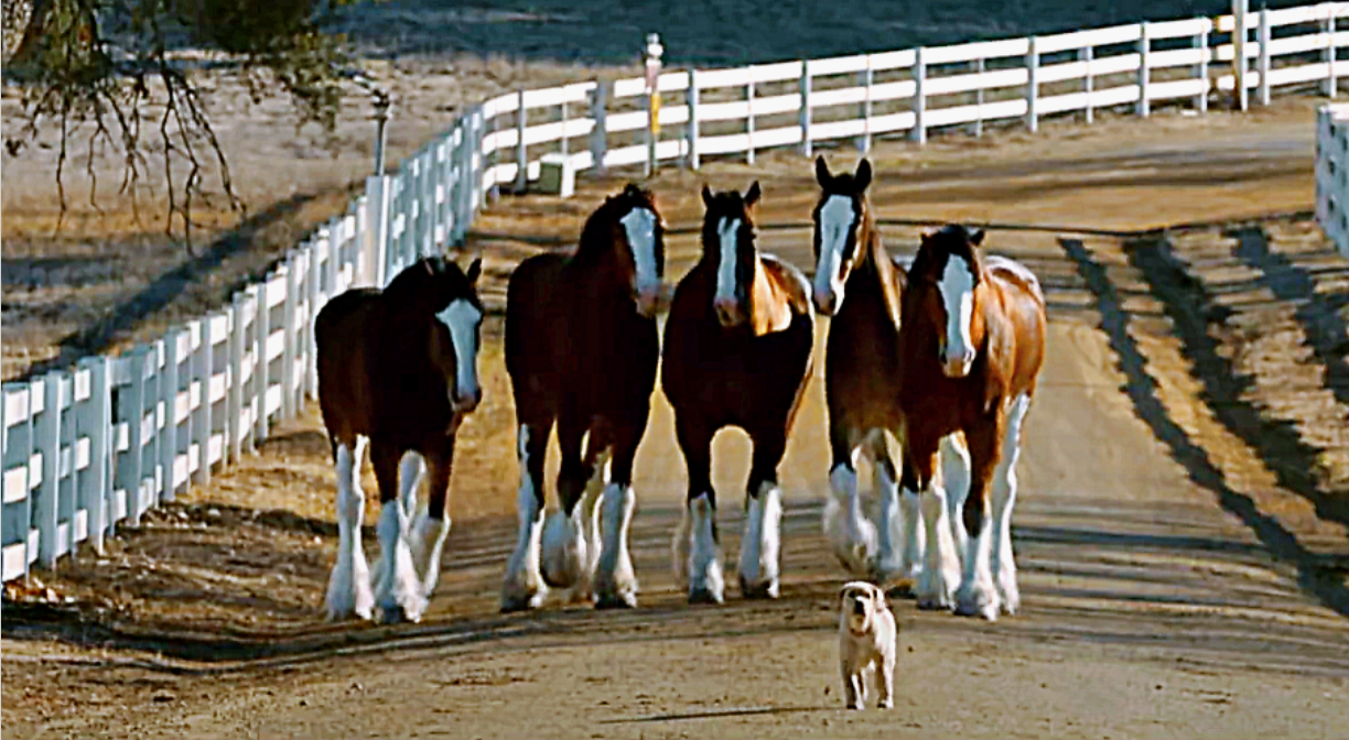 Emotional Budweiser Clydesdale Commercial With A Little Puppy Animal